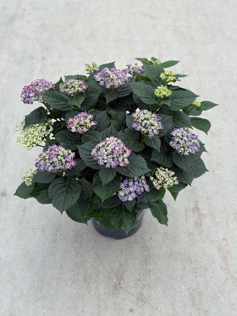 <h4>23 Hydrangea Curly wurly</h4>
