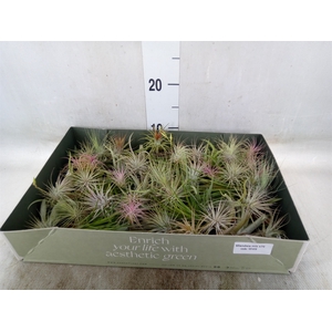 Tillandsia