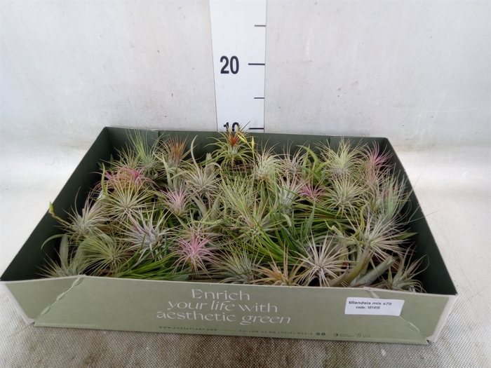 <h4>Tillandsia</h4>