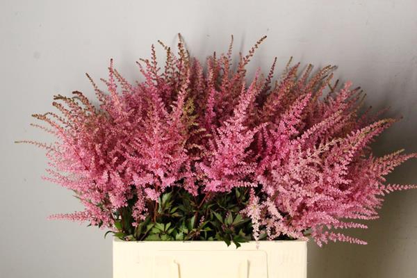 Astilbe C Romanze