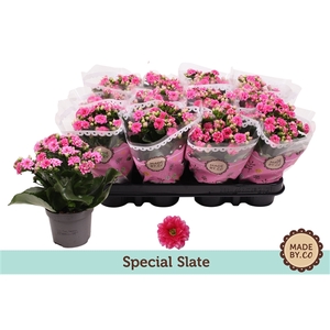 Kalanchoë Special Slate