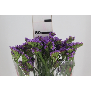 STATICE SINZII LAVENDERISH 060 CM