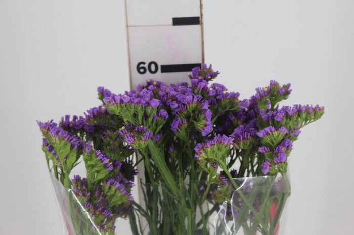 STATICE SINZII LAVENDERISH 060 CM