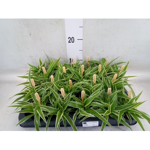 Chlorophytum com. 'Ocean'