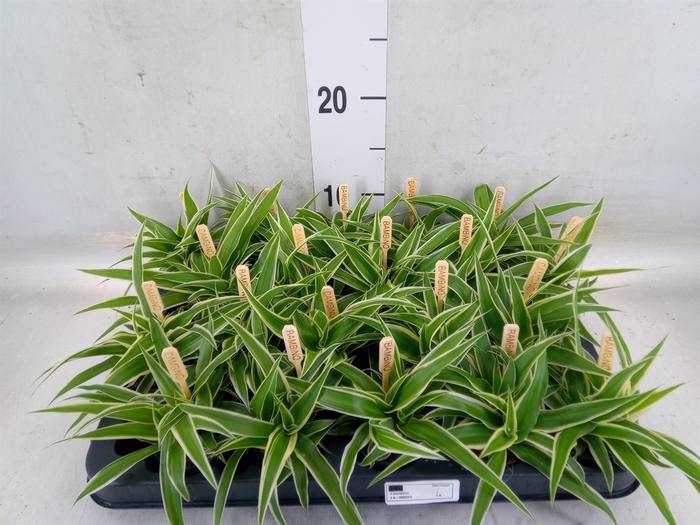 <h4>Chlorophytum com. 'Ocean'</h4>