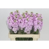 Matthiola Iron Cherry Blossom