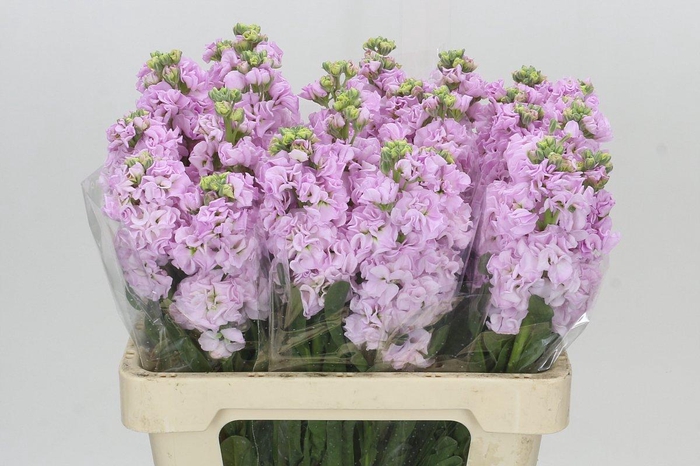 <h4>Matthiola Iron Cherry Blossom</h4>