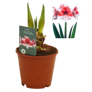 Hippeastrum Stardust exclusief
