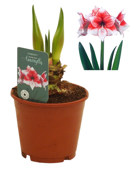 <h4>Hippeastrum Stardust exclusief</h4>