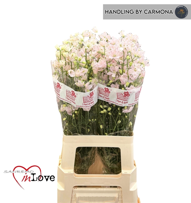 <h4>DELPH EN M SUG PINK</h4>