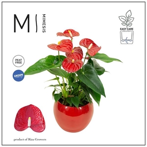 Anthurium Andreanum Grp Baby Red Imp