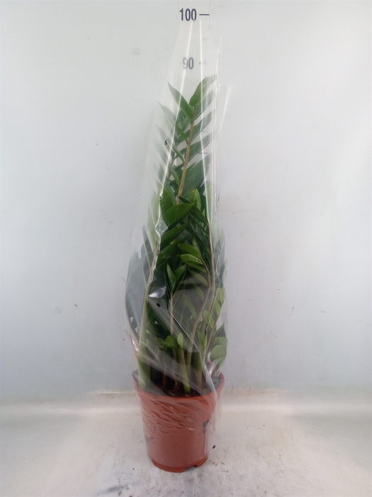 <h4>Zamioculcas zamiifolia</h4>