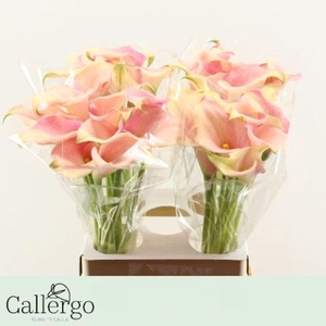 Zantedeschia honeymoon