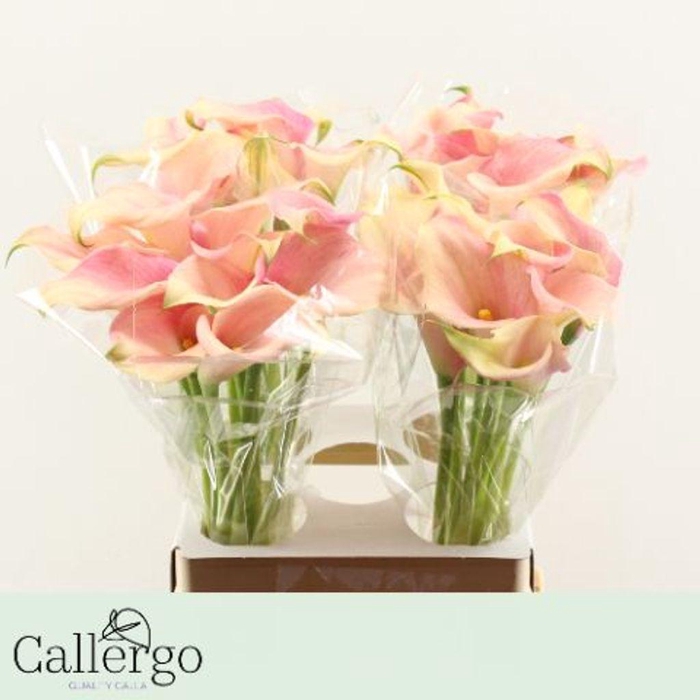 <h4>Zantedeschia honeymoon</h4>