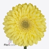 Gerbera diamond full moon