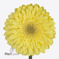 <h4>Gerbera diamond full moon</h4>