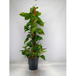 Epipremnum pinn.   ...moss stick