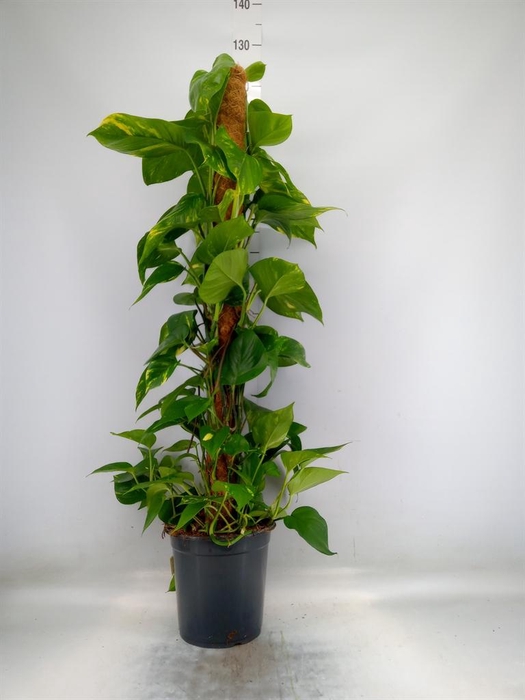 <h4>Epipremnum pinn.   ...moss stick</h4>