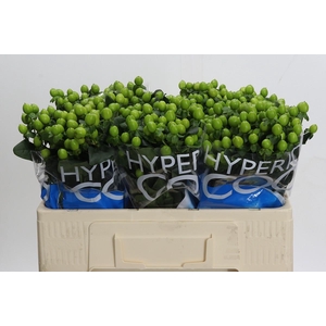 Hypericum Coco Bamboo