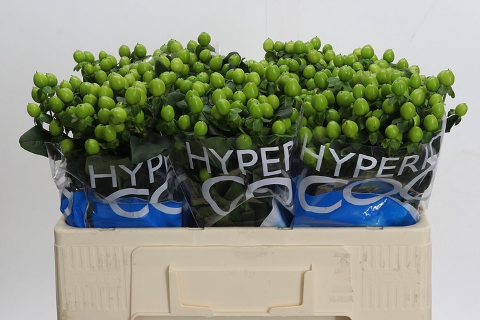 <h4>Hypericum Coco Bamboo</h4>