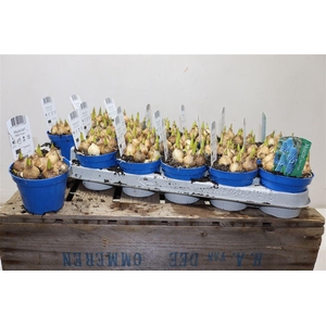 arr8 Muscar Blue Magic