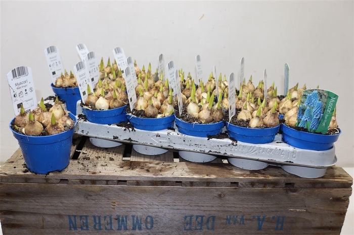 <h4>arr8 Muscar Blue Magic</h4>