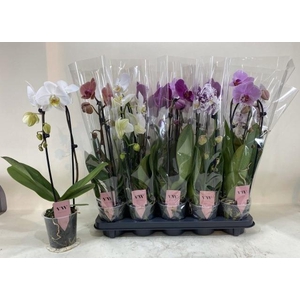 PHAL GEM