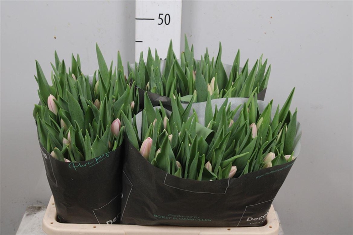 <h4>Tu En Dynasty</h4>