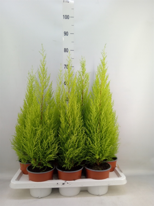 <h4>Cupressus macro. 'Goldcrest Wilma'</h4>