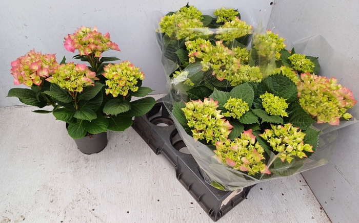 <h4>HYDR M ROSITA</h4>