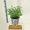 Buddleja Butterfly Candy Lila Sweet