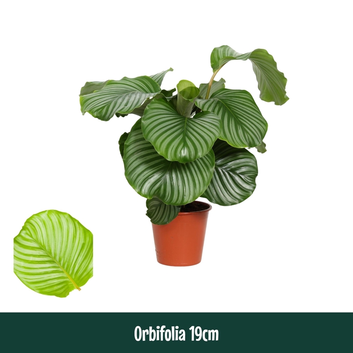 <h4>Calathea 19cm Orbifolia - Living</h4>