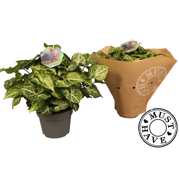 <h4>Syngonium arrow 'must have'</h4>