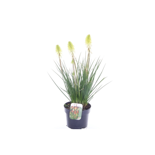 <h4>Kniphofia Poco Citron</h4>