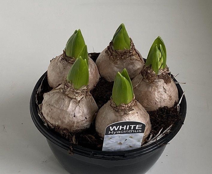 <h4>16 cm Hyacint White Pearl in zwarte schaal 5pp</h4>