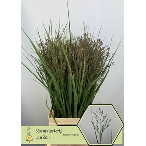 Panicum Heavy Metal Frank Zon
