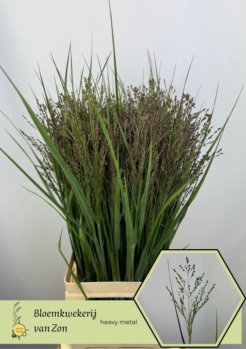 <h4>Panicum Heavy Metal Frank Zon</h4>