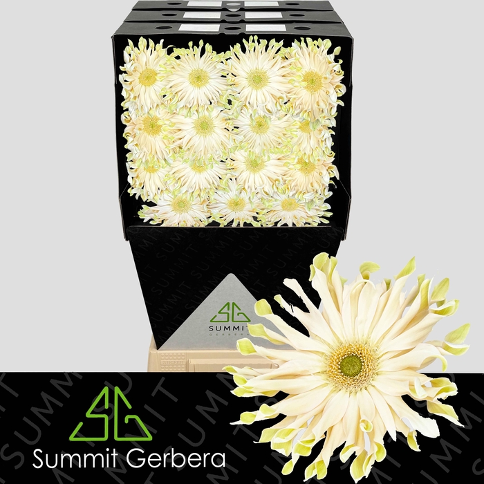<h4>Gerbera Pasta Carbonara Diamond</h4>