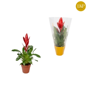 Vriesea Twinkle Rood (Met Hoes)