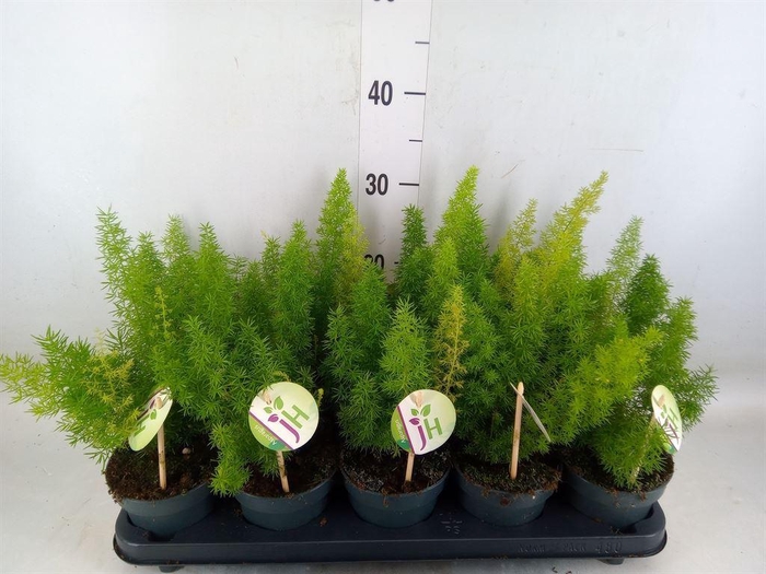<h4>Asparagus dens. 'Meyers'</h4>