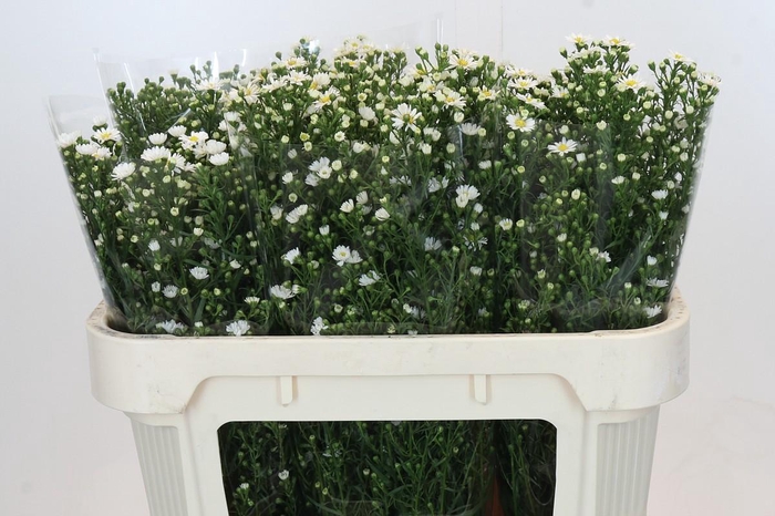 <h4>Aster Paquita</h4>