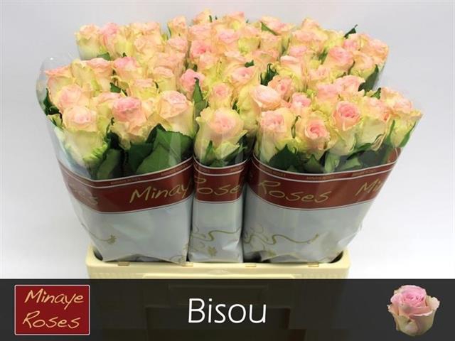 <h4>R GR BISOU@</h4>