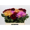 Dahlia Gemengd in fust