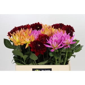 Dahlia Gemengd in fust