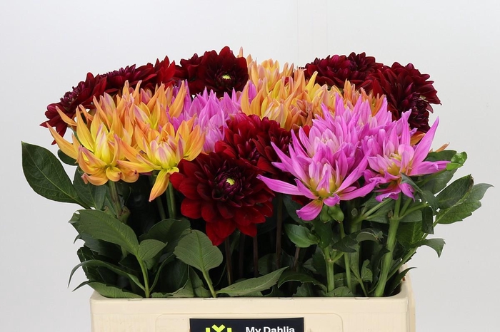 <h4>Dahlia Gemengd in fust</h4>