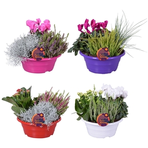 PERKPL GEM IN POT