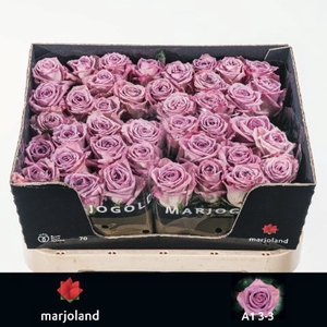 R Gr Nayeli Marjoland 33