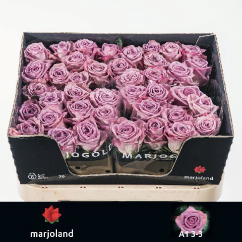 <h4>R Gr Nayeli Marjoland 33</h4>