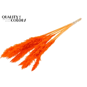 Fluffy Pampas 10pc/bunch Bleached Orange