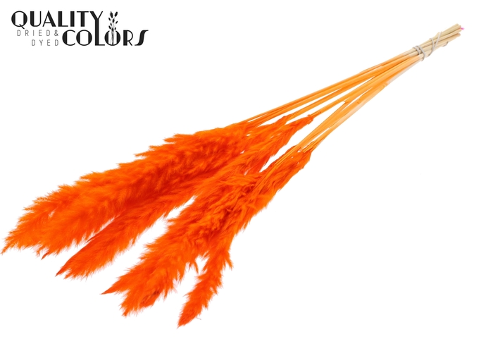 Fluffy Pampas 10pc/bunch Bleached Orange